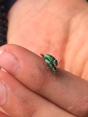 Phyllobius argentatus