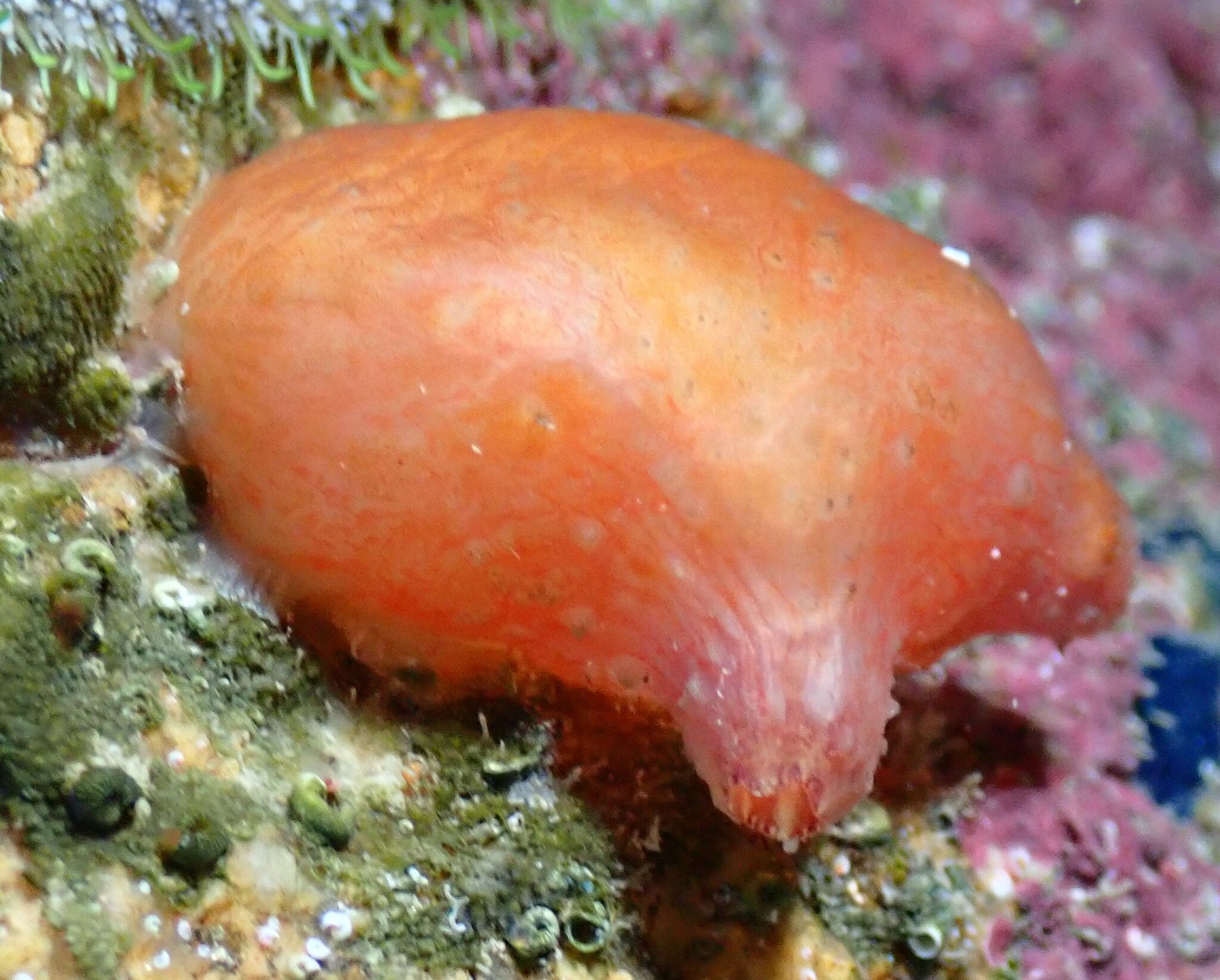 Asterocarpa humilis (Heller, 1878)