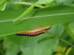 Helicorthomorpha holstii