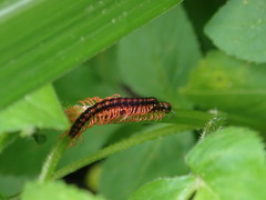 Helicorthomorpha holstii