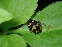 Gallerucida bifasciata