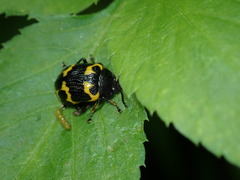 Gallerucida bifasciata
