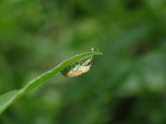 Eugnathus distinctus