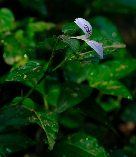 Hypoestes triflora