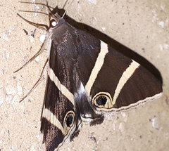 Grammodes ocellata