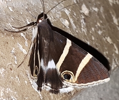Grammodes ocellata