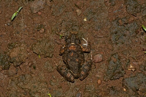 CEPF Cricket Frog, Minervarya cepfi