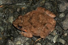 Cepf Burrowing Frog photo 3
