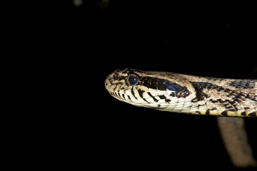 Forsten's Cat Snake