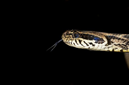 Forsten's Cat Snake