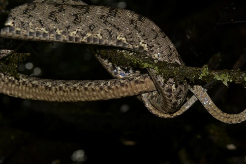 Forsten's Cat Snake