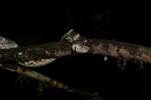 Forsten's Cat Snake