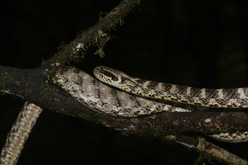 Forsten's Cat Snake