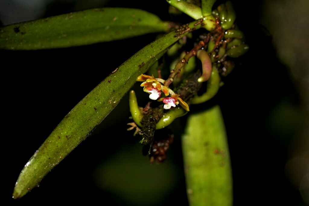 Smithsonia straminea