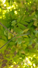 Torilis