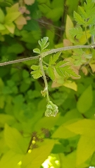 Torilis