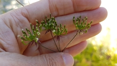 Torilis