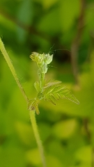 Torilis