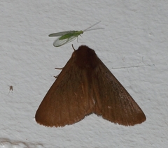Phyllalia patens