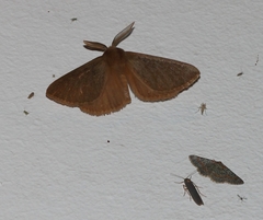Phyllalia patens