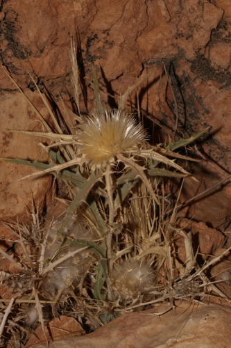 Yellow distaff thistle (Atractylis carduus)