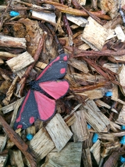 Tyria jacobaeae