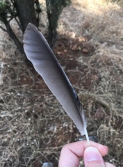 Garrulus glandarius graecus