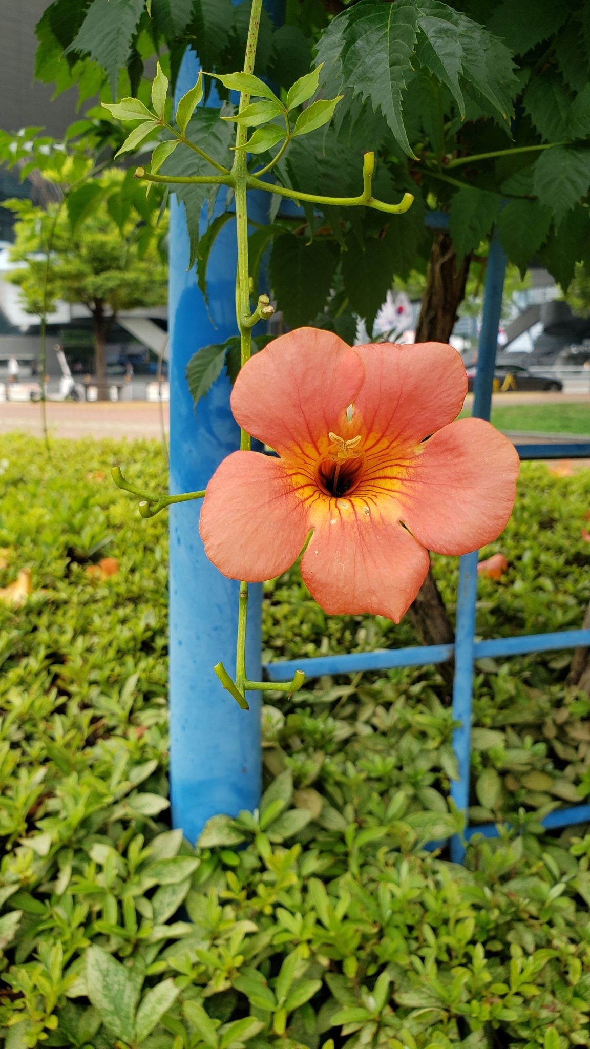 Imagem de Ipê-de-vênus