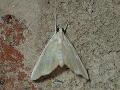 Glaphyria glaphyralis