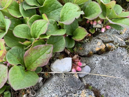 Vaccinium praestans iNat (1)