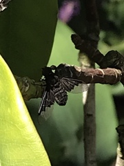 Hemipenthes morio