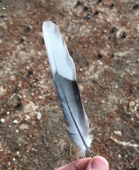 Streptopelia decaocto