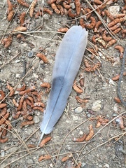 Streptopelia decaocto