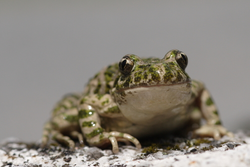 Pelodytes punctatus