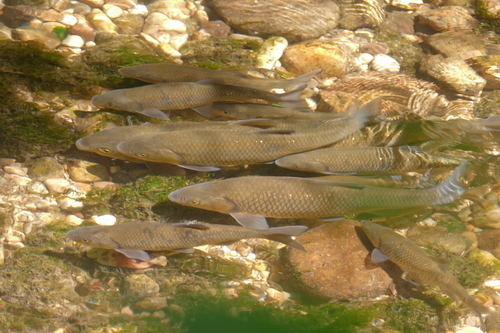 Cavedano Chub, Giarol, photo 8 of 10