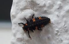 Coccinella algerica