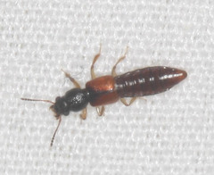 Bledius