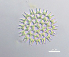 Pediastrum duplex