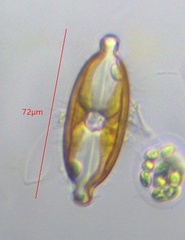 Caloneis amphisbaena