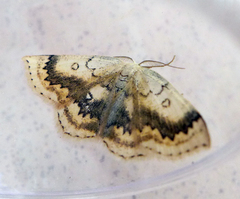 Cyclophora annularia