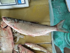 Amur Whitefish photo 2