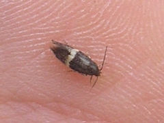 Stigmella aurella