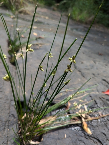 Schoenoplectus juncoides iNat (2)
