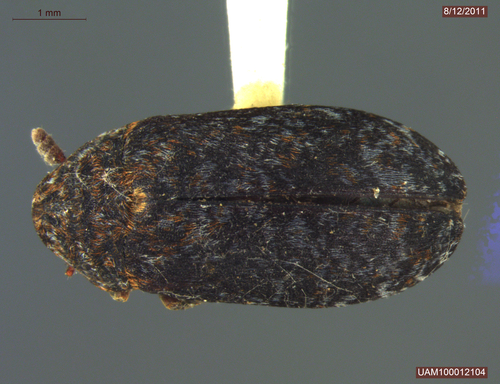 Hide and Tallow Dermestid photo 2