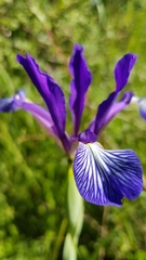 Iris reichenbachiana