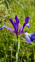 Iris reichenbachiana