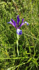 Iris reichenbachiana