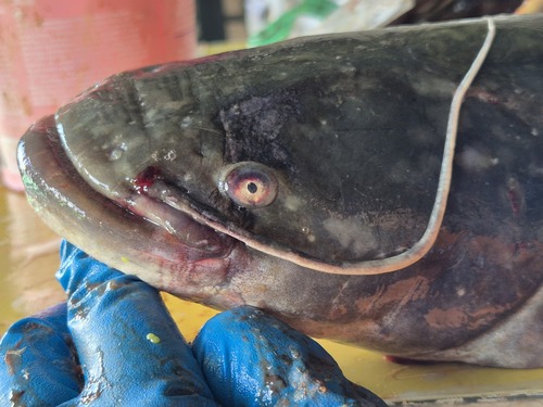 Amur catfish (Silurus asotus) — Siluridae — 5