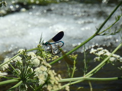 Calopteryx xanthostoma