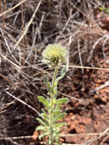 Image of Ptilotus clementii by (c) Tyler Anthony, some rights reserved (CC BY)